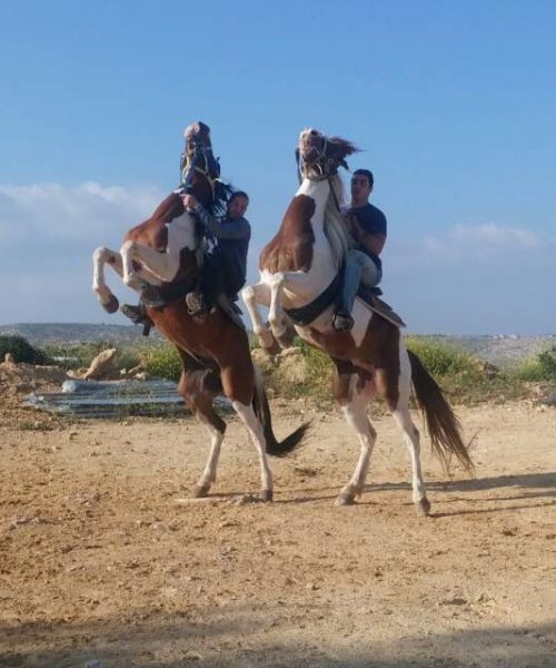 סוסים